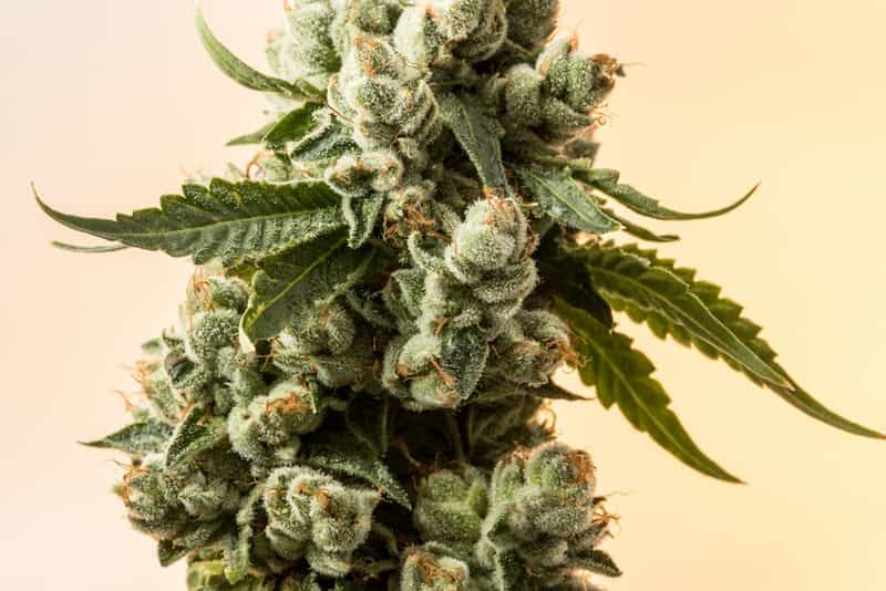 Cannabissorten und Marihuanasamen: Eine perfekte Kombination