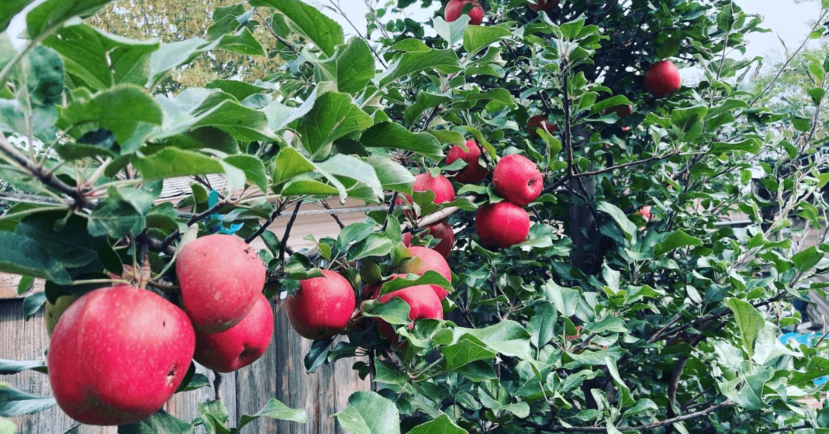 Spalierbäume pflegen und genießen: So bleibt Ihr Garten ein Hingucker