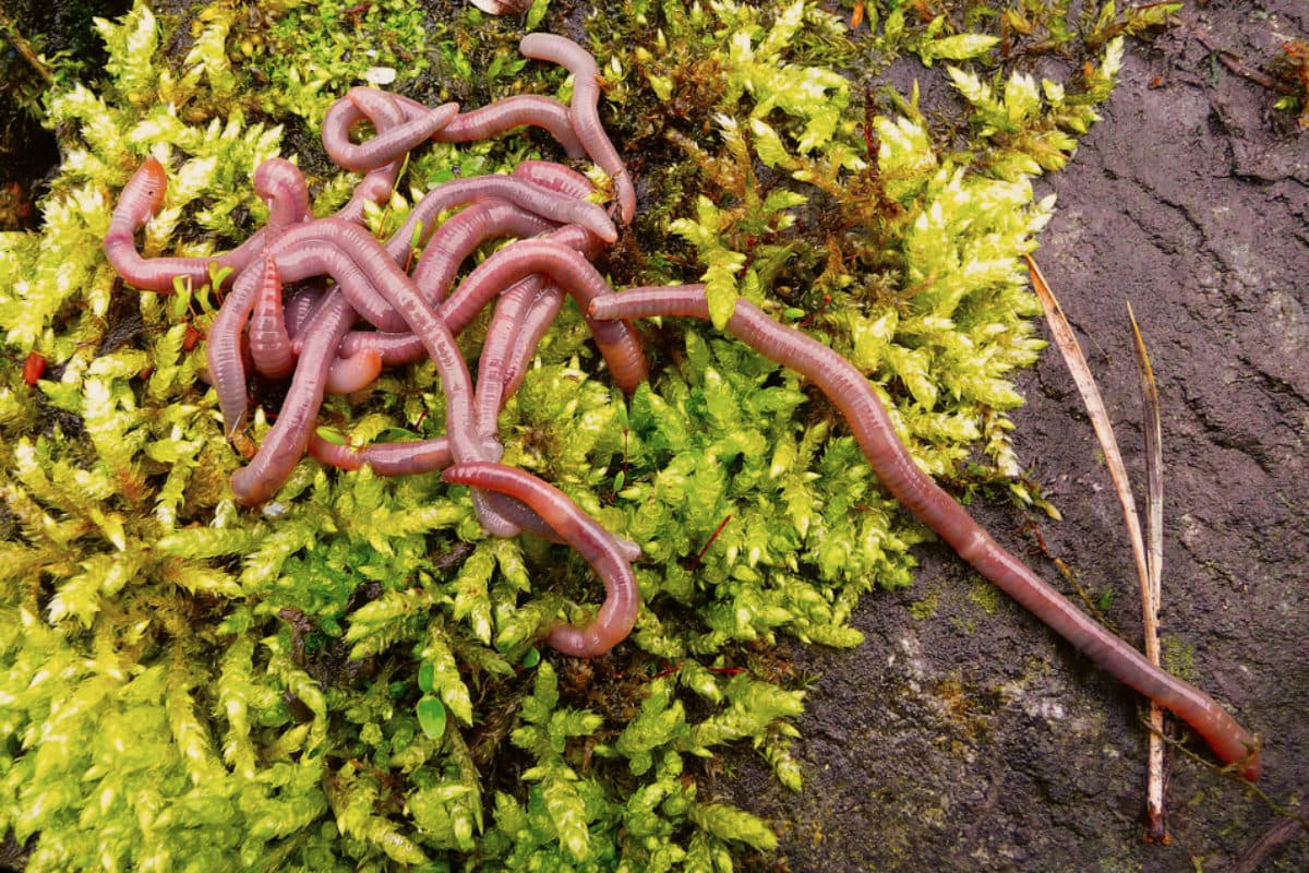 Regenwürmer kaufen online: Entdecken Sie die Vorteile unserer Wurmfarm