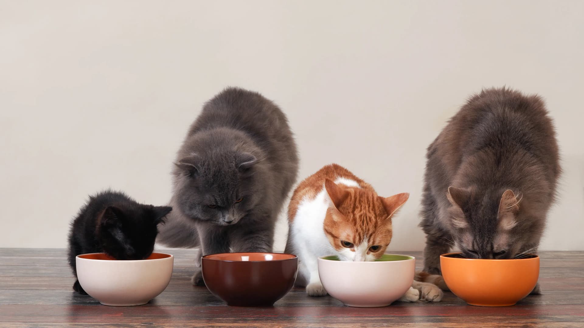 Die Bedeutung von hochwertigem Catfood für die Gesundheit deiner Katze