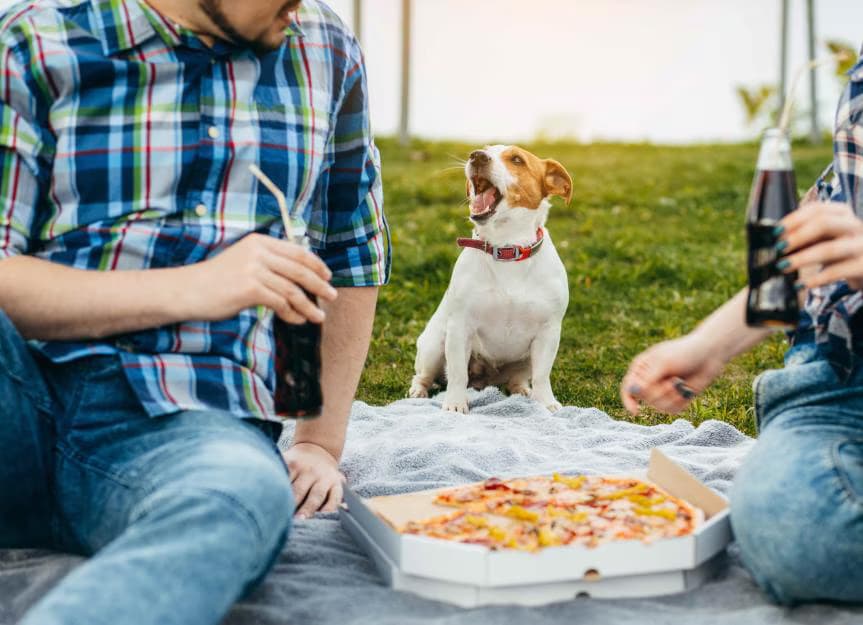 Einfach Pizza, aber mit Seele: Pizzanap erzählt eine geschmackvolle Reise