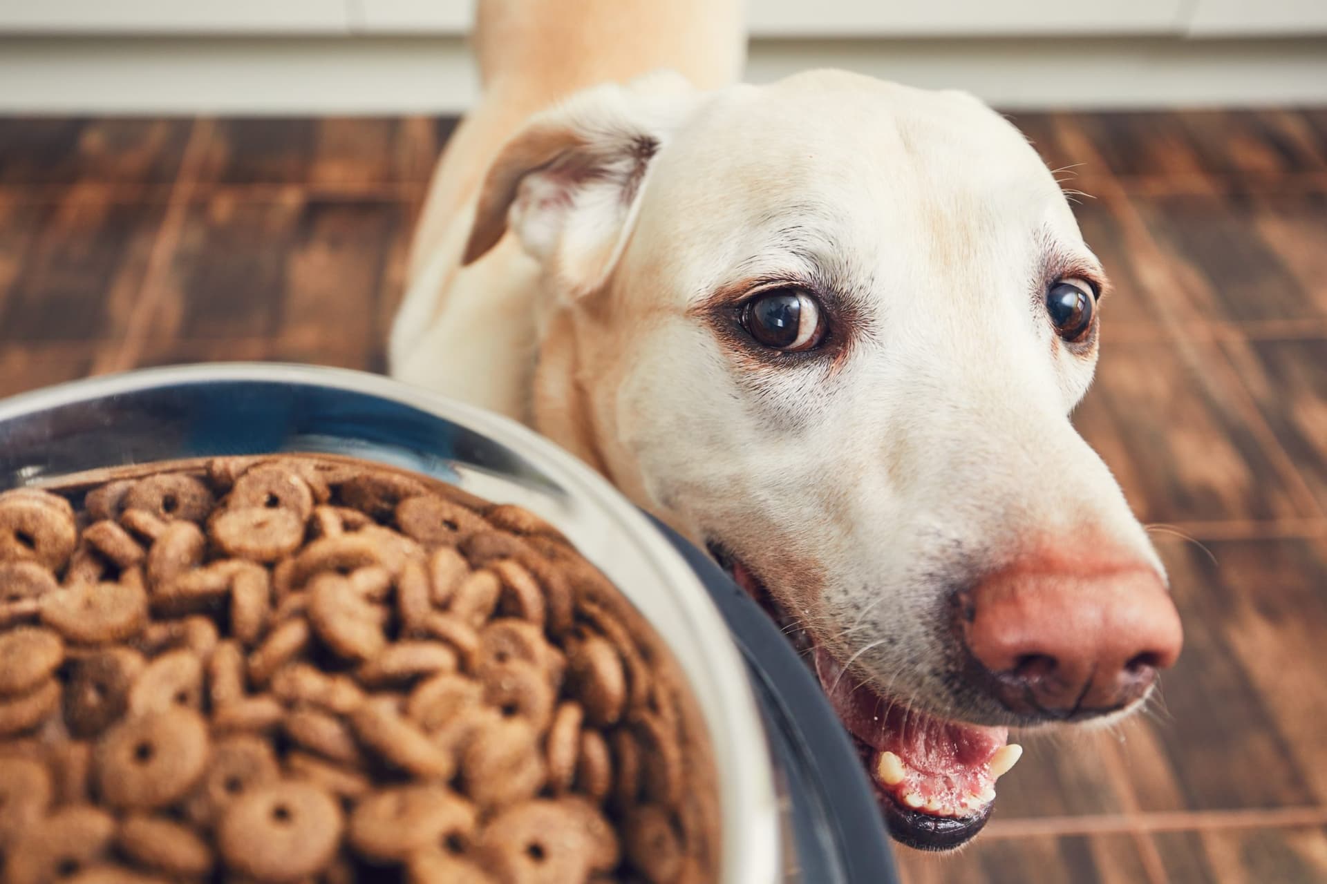 Hundefutter für alle Rassen: Abwechslungsreiche Ernährung für jeden Hund