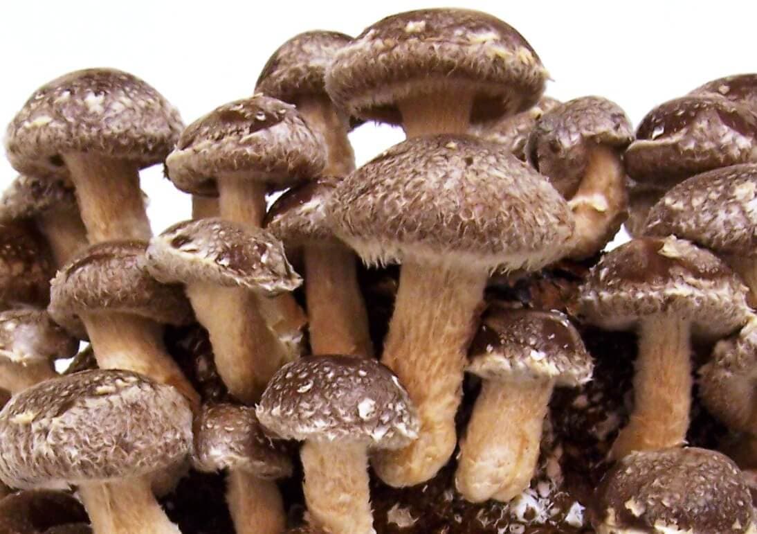 Frische Pilze im Aufschwung: Handelsvielfalt und Kundenwunsch vereint