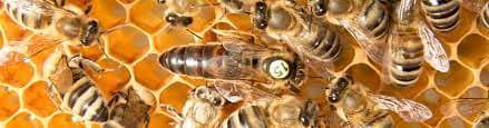 Bienenprodukte und ihre Rolle in der Wellness-Industrie: Natürliche Pflege für Körper und Seele