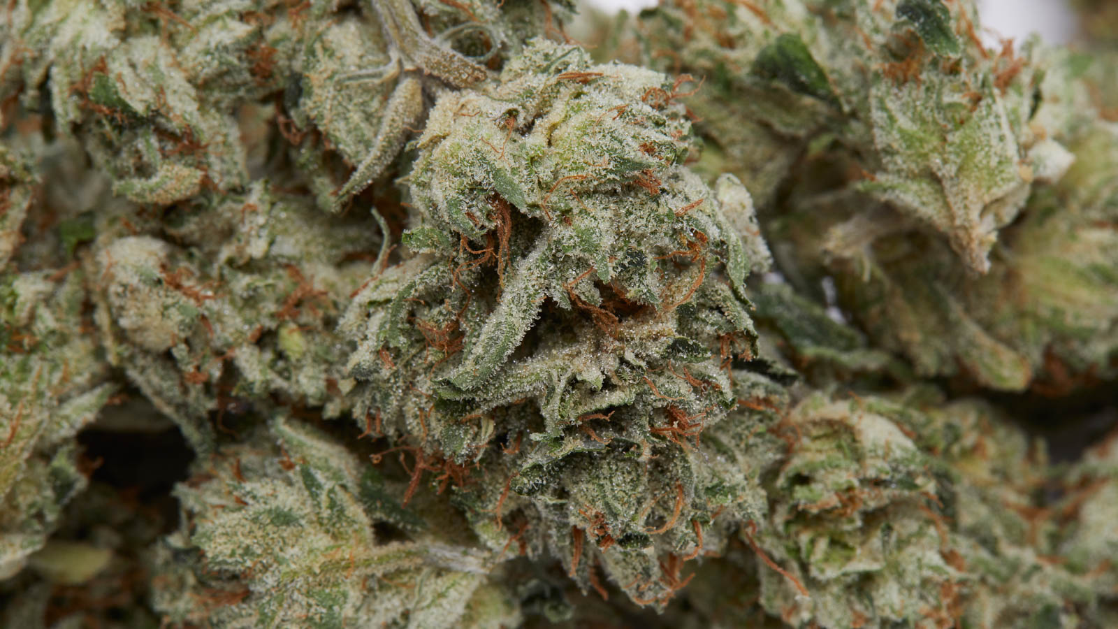 Dein zuverlässiger THCA-Shop für legale Cannabis-Produkte