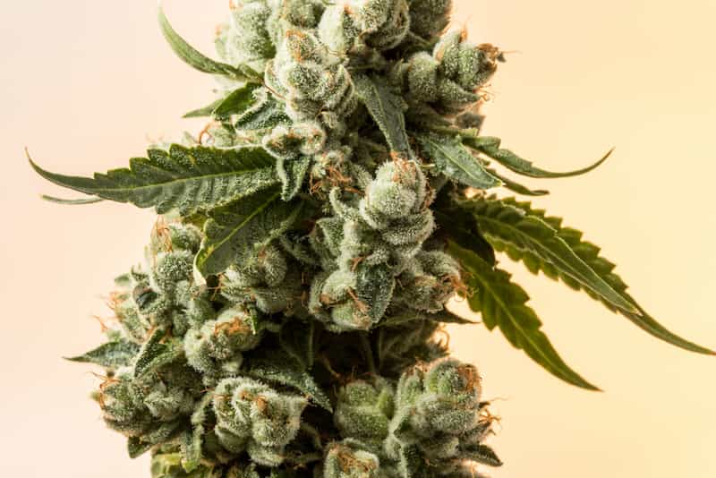 Cannabissorten und Marihuanasamen: Eine perfekte Kombination