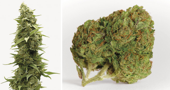 THCA Blüten: Alles, was du über dieses natürliche Cannabinoid wissen musst