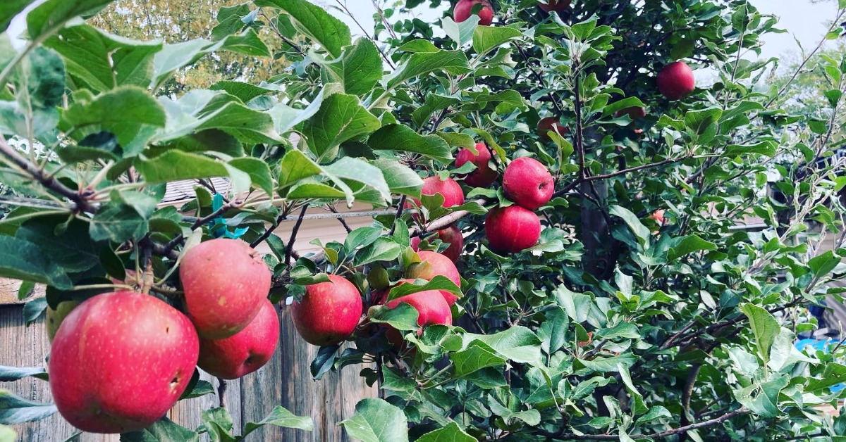 Spalierbäume pflegen und genießen: So bleibt Ihr Garten ein Hingucker