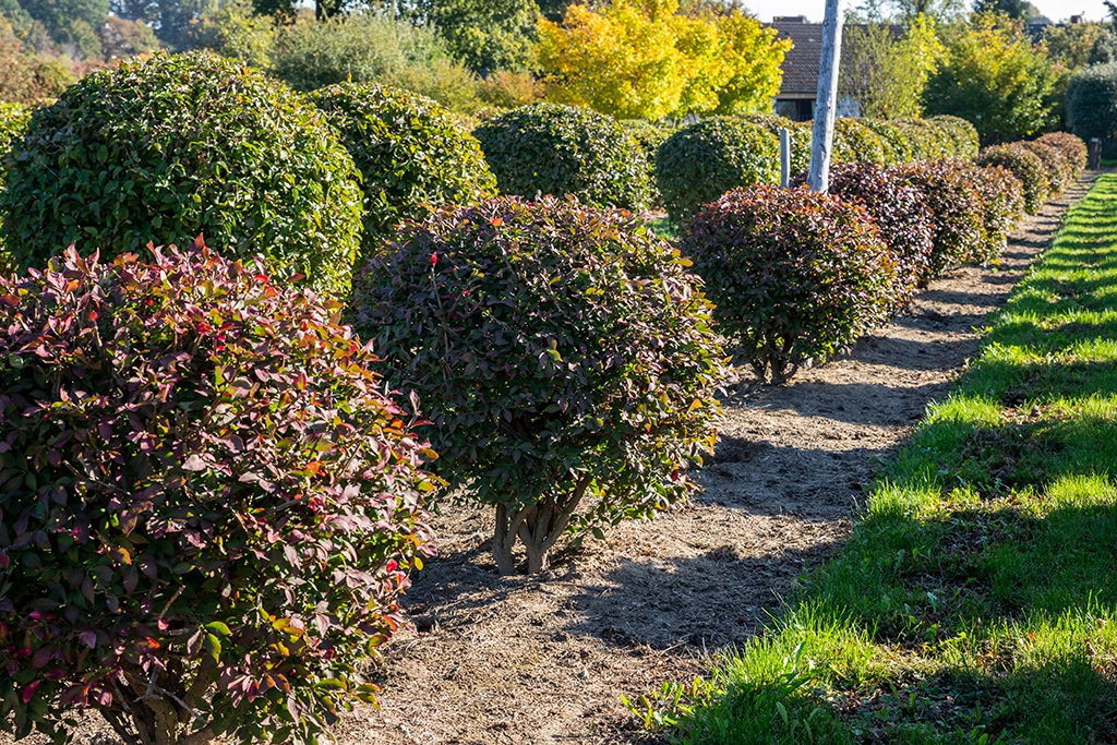 Perfekte Kugelbäume für Ihren Garten: Venovi's Erbe der Baumpflege und Innovation