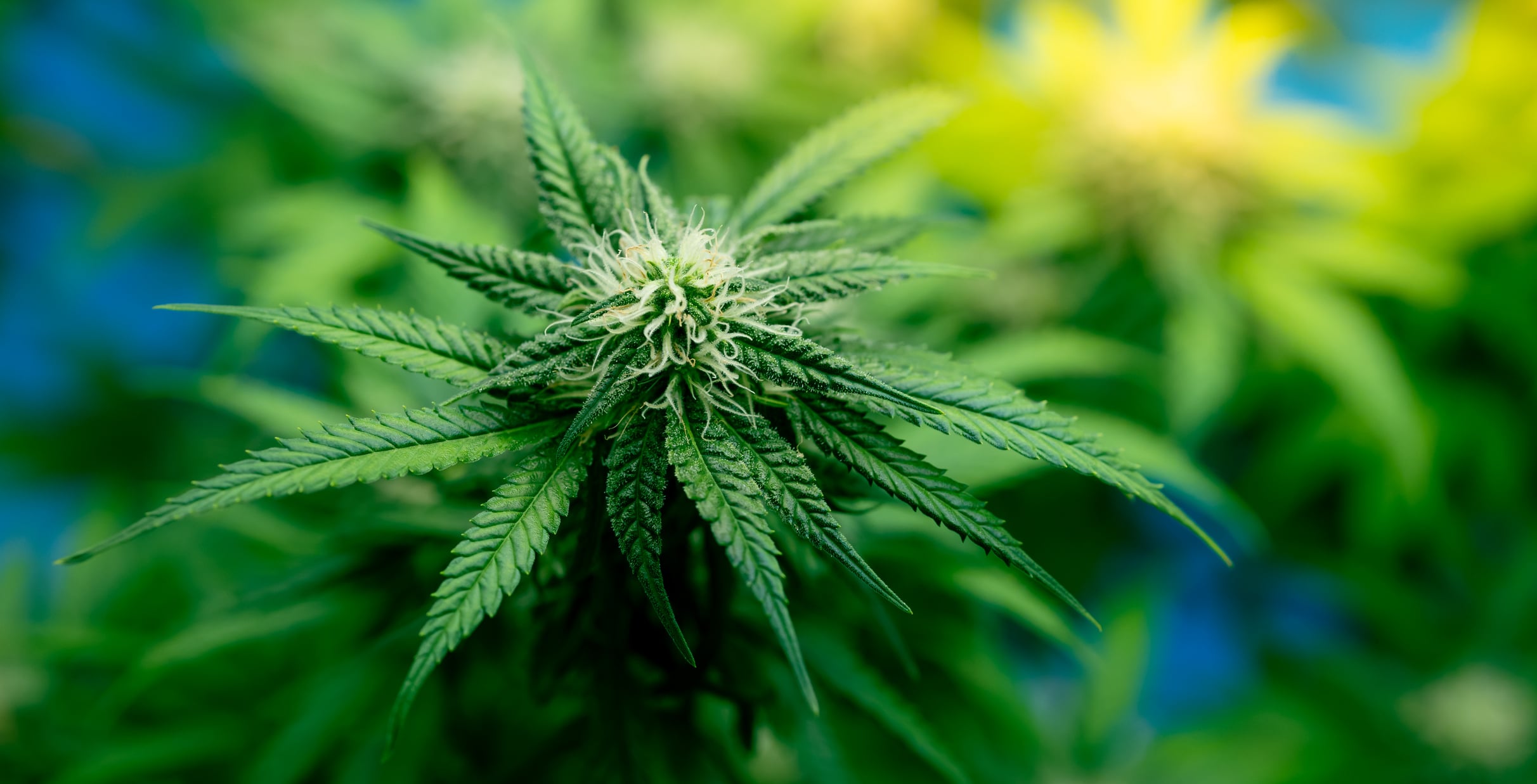 Ob Sativa oder Indica – Hanfsamen bestellen für individuelle Bedürfnisse